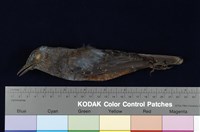 藏品(藍磯鶇)的圖片